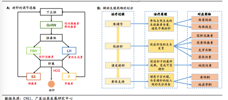 輔助生殖藥物的治療過程和對排卵的調節