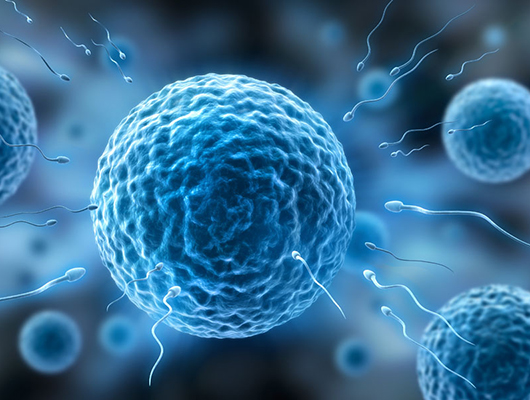 精液常規是評估男性生育力的主要標準